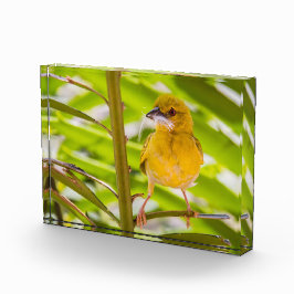 Tijd om het nest te bouwen fotoblokken