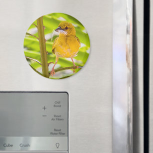 Tijd om het nest te bouwen magneet