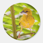 Tijd om het nest te bouwen magneet (Voorkant)