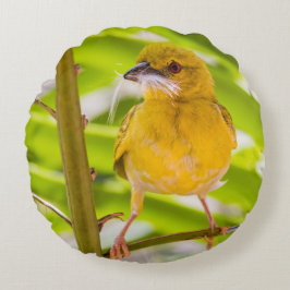 Tijd om het nest te bouwen rond kussen