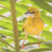 Tijd om het nest te bouwen sticker (Voorkant)