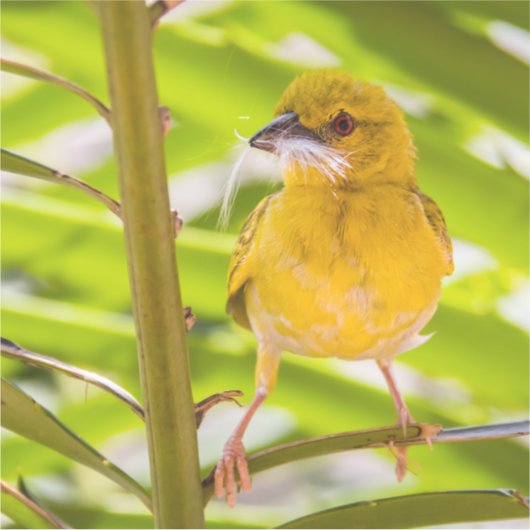 Tijd om het nest te bouwen sticker (Voorkant)