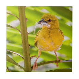 Tijd om het nest te bouwen tegeltje