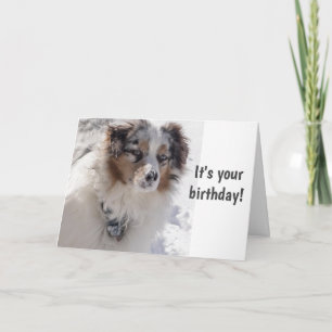 TIJD VOOR CELEBRAAT ***16** ZEGGEN SNOWBOUND PUP KAART