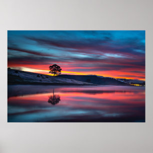 Tijdens de Gouden Uur, reflecteert een boom op een Poster