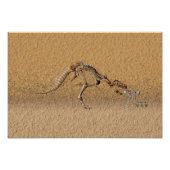 Tijdige kromming fossiel foto afdruk (Voorkant)