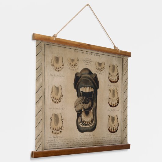 Tijdstip van de Paarden, Mouth Teeth Equine Dental Hangend Wandkleed (Gebogen)