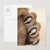 tijgelpoot briefkaart (Voorkant / Achterkant)