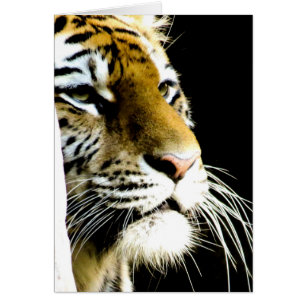 tijger