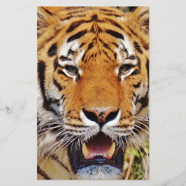 tijger (Voorkant)