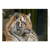 tijger (Voorkant Horizontaal)