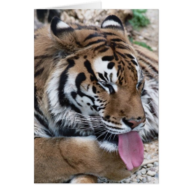 tijger (Voorkant)
