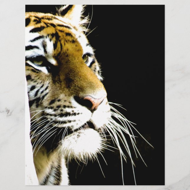tijger (Voorkant)