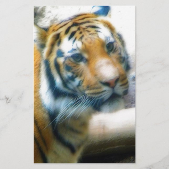 tijger (Voorkant)