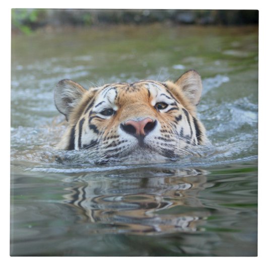 Tijger20160201 Tegeltje (Voorkant)