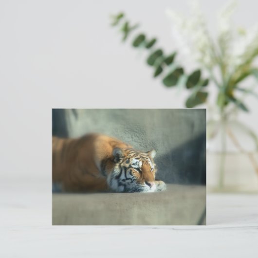 tijger2 briefkaart (Staand voorkant)