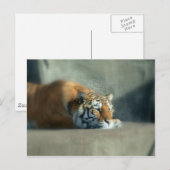 tijger2 briefkaart (Voorkant / Achterkant)