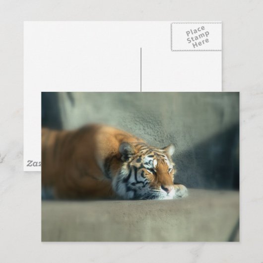 tijger2 briefkaart (Voorkant / Achterkant)