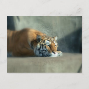 tijger2 briefkaart