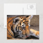 Tijger38 Briefkaart (Voorkant / Achterkant)