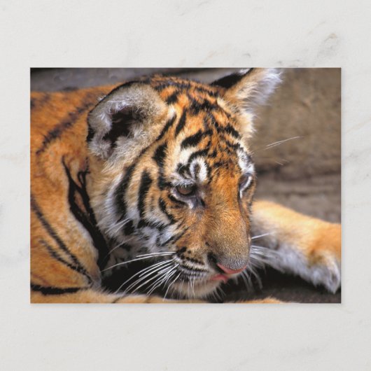 Tijger38 Briefkaart (Voorkant)