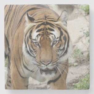 Tijger_001 Stenen Onderzetter