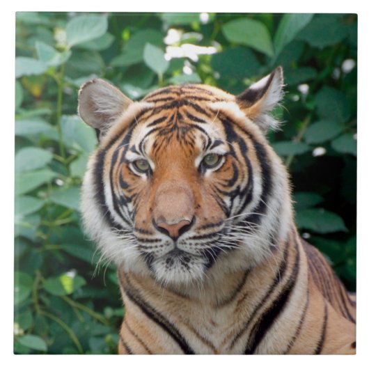 Tijger 001 tegeltje (Voorkant)