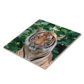 Tijger 001 tegeltje (Zijkant)