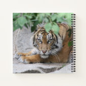 Tijger 008 notitieboek (Achterkant)