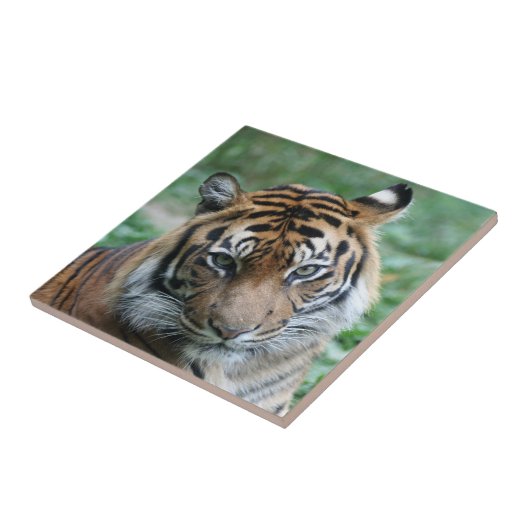 Tijger 012 tegeltje (Zijkant)