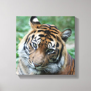 Tijger 013 canvas afdruk