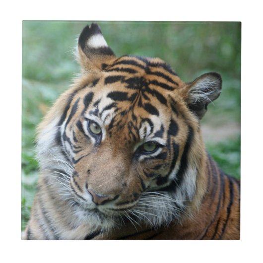 Tijger 013 tegeltje (Voorkant)