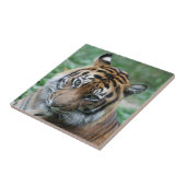 Tijger 013 tegeltje (Zijkant)