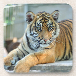 Tijger 034 bier onderzetter