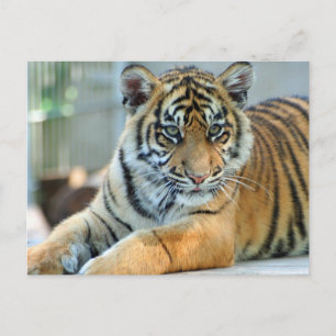 Tijger 034 briefkaart
