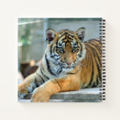Tijger 034 notitieboek (Achterkant)