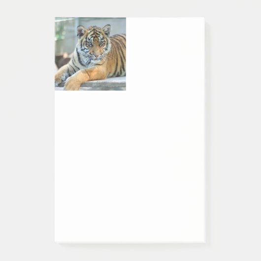 Tijger 034 post-it® notes (Voorkant)
