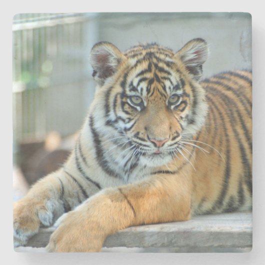 Tijger 034 stenen onderzetter (Voorkant)