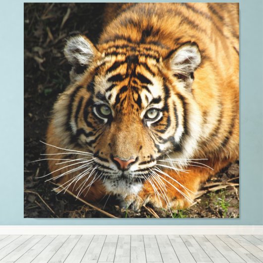 Tijger 037 canvas afdruk (Insitu (Houten vloer))