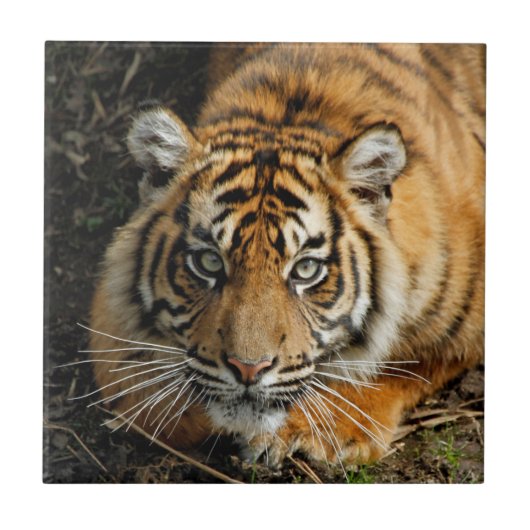 Tijger 037 tegeltje (Voorkant)