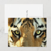 Tijger 1 - Briefkaart (Voorkant / Achterkant)