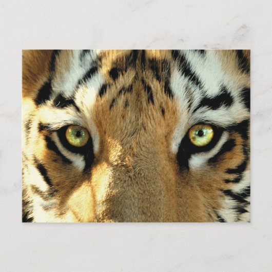 Tijger 1 - Briefkaart (Voorkant)