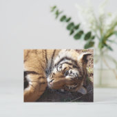 Tijger 2 briefkaart (Staand voorkant)