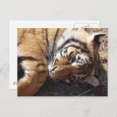 Tijger 2 briefkaart (Voorkant / Achterkant)