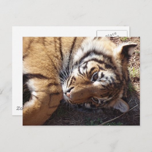 Tijger 2 briefkaart (Voorkant / Achterkant)