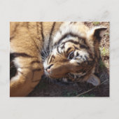 Tijger 2 briefkaart (Voorkant)