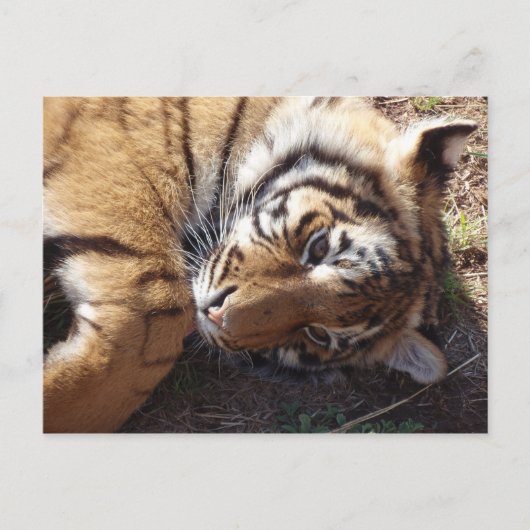 Tijger 2 briefkaart (Voorkant)