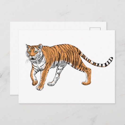 Tijger 2 briefkaart (Voorkant / Achterkant)