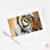 Tijger 2 - Sticker (Envelop)