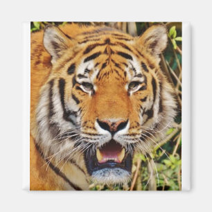 Tijger afbeelding! magneet